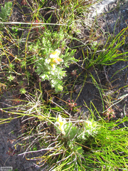Mimetes palustris