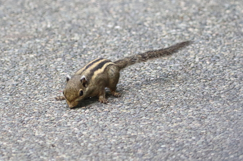 Himalayan Striped Squirrel
