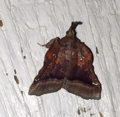 Clydonopteron sacculana