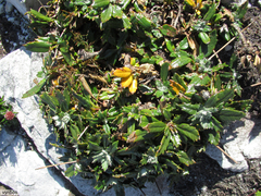 Hermas quinquedentata