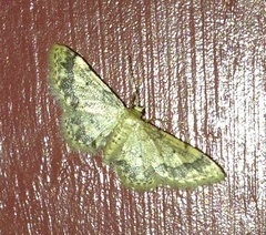 Idaea celtima