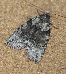 Calathusa basicunea