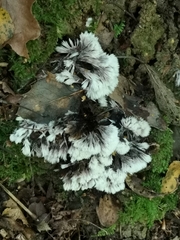 Thelephora penicillata