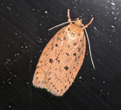 Garrha atripunctatella