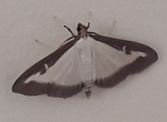 Cydalima perspectalis