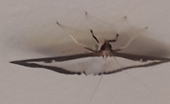 Cydalima perspectalis