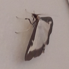 Cydalima perspectalis