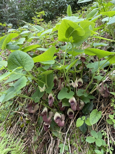 Aristolochia pontica, 2025-04-26