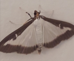 Cydalima perspectalis