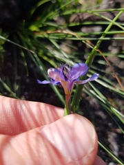 Moraea lugubris