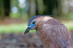 Malayan Night Heron photo 3