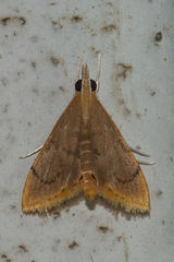 Lepidoplaga flavicinctalis