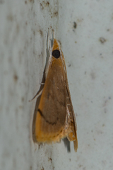 Lepidoplaga flavicinctalis