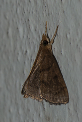 Clupeosoma