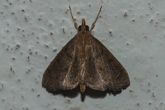 Clupeosoma