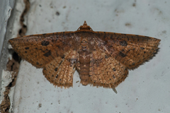 Striglina