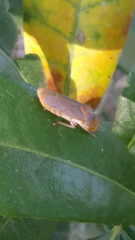 Oncometopia hamiltoni