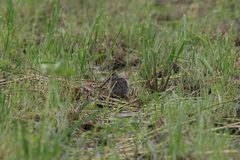 Gallinago