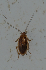Anaplectella