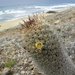 Los Cabos Nipple Cactus - Photo (c) Robert Bader, some rights reserved (CC BY-NC), uploaded by Robert Bader