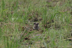 Gallinago