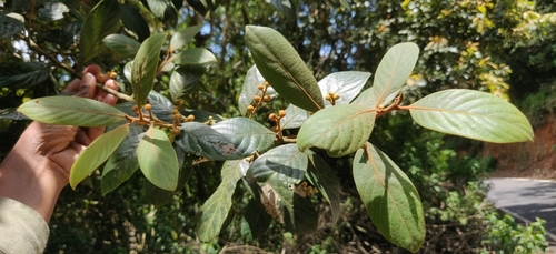 Wight's litsea (Litsea wightiana)