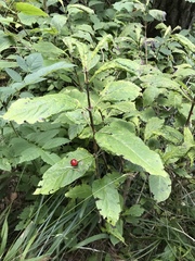 Lonicera alpigena