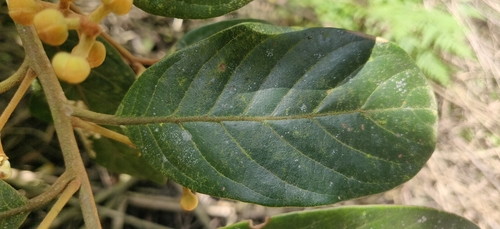 Image of Wight's litsea by (c) T R Shankar Raman, some rights reserved (CC BY)