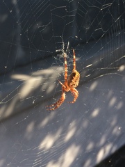 Araneus diadematus