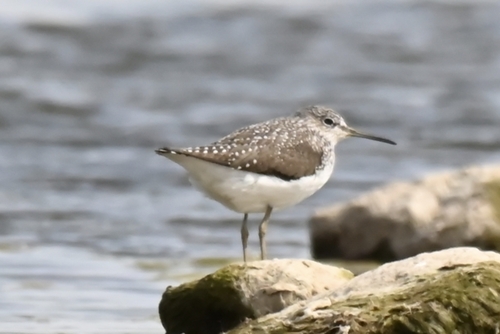 Green Sandpiper