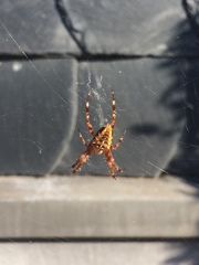 Araneus diadematus