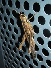 Austracris guttulosa
