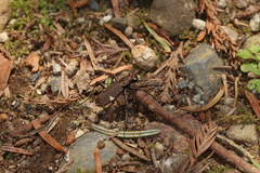 Cicindela japana