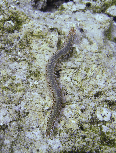 Hermodice carunculata