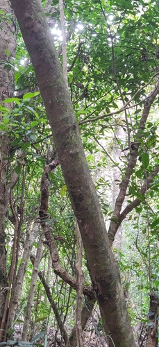 Image of Elaeocarpus recurvatus by (c) T R Shankar Raman, some rights reserved (CC BY)