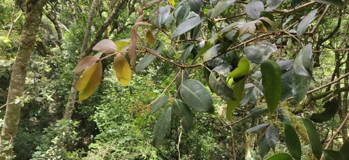 Turpinia cochinchinensis observed 2025-04-25