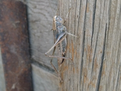 Platycleis intermedia