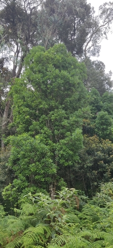 Nilgiri daphne-leaf (Daphniphyllum neilgherrense)