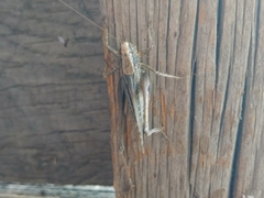 Platycleis intermedia