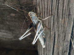 Platycleis intermedia