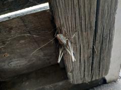 Platycleis intermedia