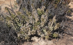 Quaqua mammillaris