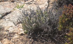 Quaqua mammillaris