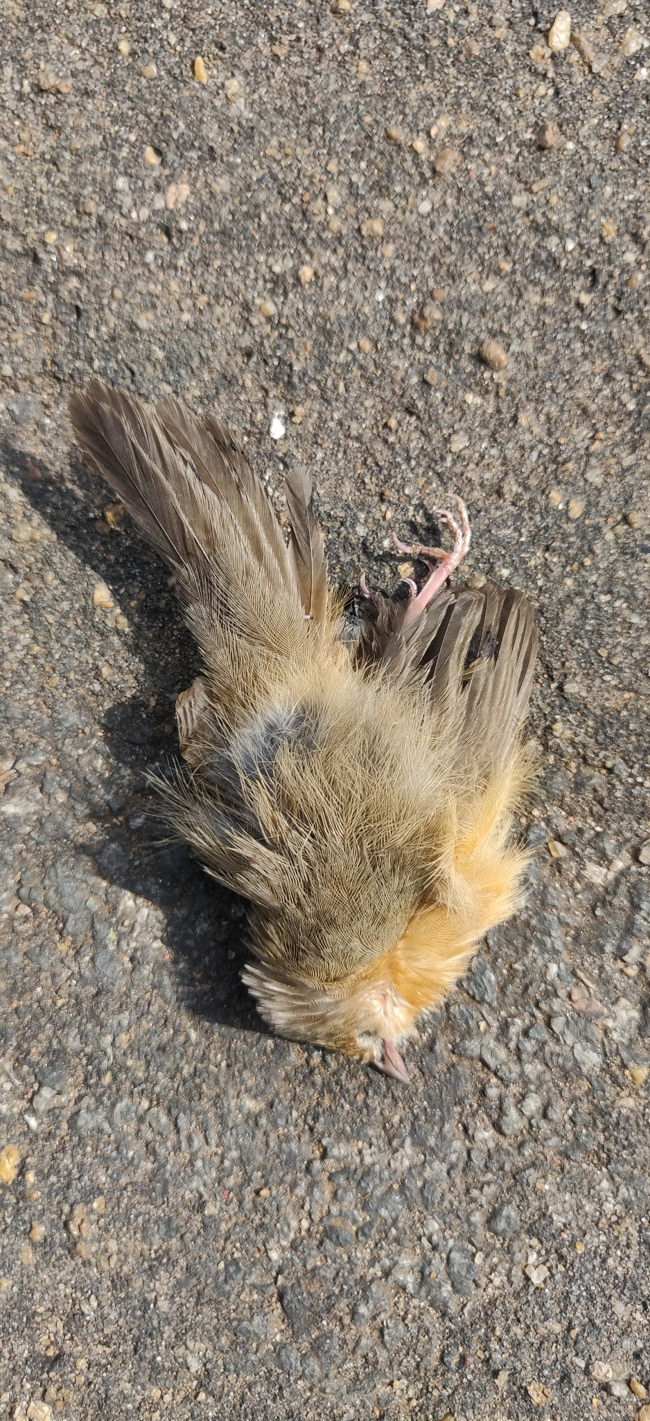 Tawny-bellied Babbler