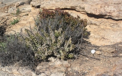 Quaqua mammillaris