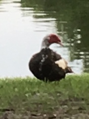 Cairina moschata domestica