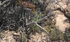 Quaqua pruinosa