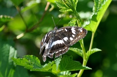Limenitis sydyi