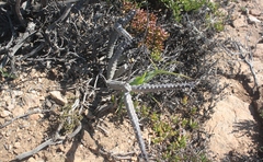 Quaqua pruinosa