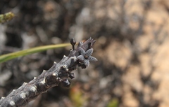 Quaqua pruinosa
